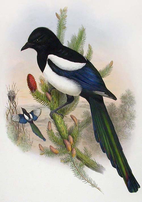 goudmagpie[1].jpg